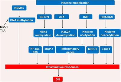 Epigenetics and Inflammation in Diabetic Nephropathy